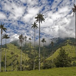 colombia, el bosque de palmas, palm trees-4909308.jpg